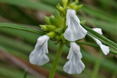Leucas lavandulifolia