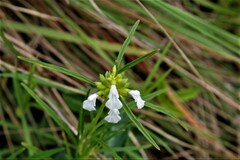 Leucas lavandulifolia