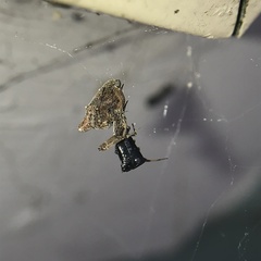 Philoponella congregabilis