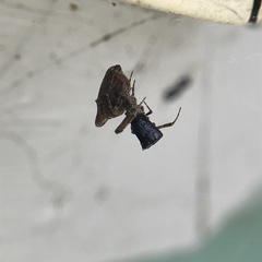 Philoponella congregabilis