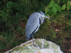 Ardea cinerea