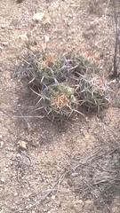 Ferocactus viridescens