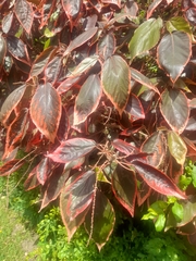 Acalypha wilkesiana