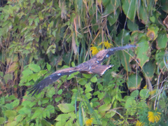 Milvus migrans lineatus