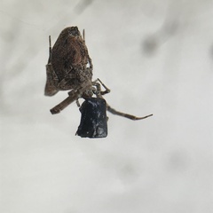 Philoponella congregabilis