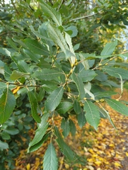 Salix cinerea