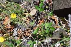 Potentilla × prostrata