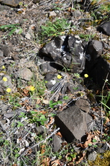 Potentilla × prostrata