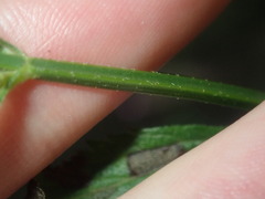 Verbena brasiliensis