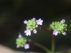 Verbena brasiliensis