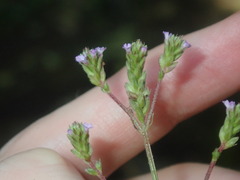 Verbena brasiliensis