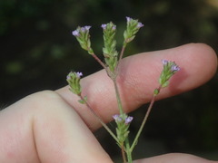 Verbena brasiliensis
