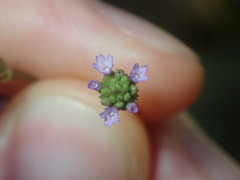 Verbena brasiliensis
