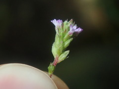 Verbena brasiliensis