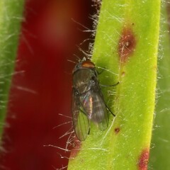 Milichiidae