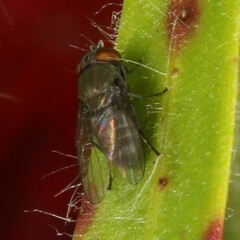 Milichiidae