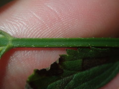 Verbena brasiliensis