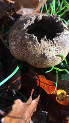 Scleroderma citrinum