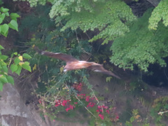 Milvus migrans lineatus