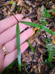 Parsonsia