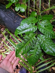 Dysoxylum spectabile