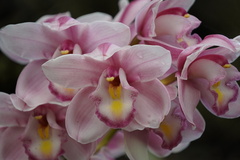 Cymbidium