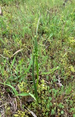 Microtis unifolia