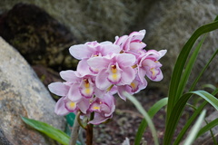 Cymbidium
