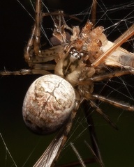 Metellina segmentata