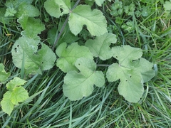 Heracleum sphondylium