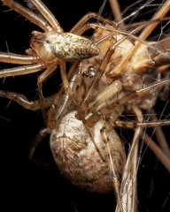 Metellina segmentata