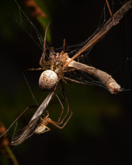 Metellina segmentata