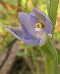 Thelymitra arenaria