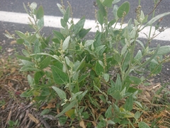 Atriplex
