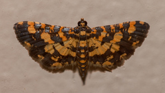 Eurrhyparodes tricoloralis