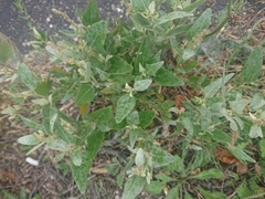 Atriplex