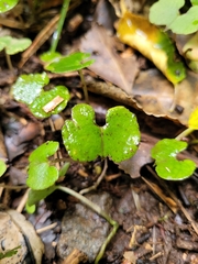 Corybas trilobus