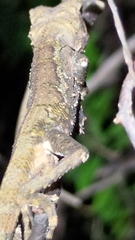 Diploderma brevipes