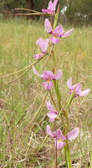 Diuris punctata
