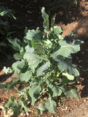 Brassica