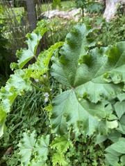 Malva verticillata