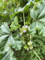 Malva verticillata