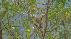 Hylophilus amaurocephalus