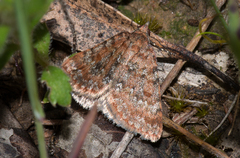 Dichromodes disputata