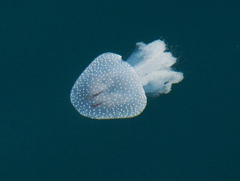 Phyllorhiza punctata