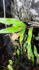 Pyrrosia lingua