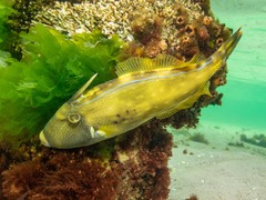 Meuschenia freycineti