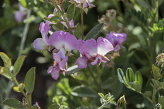 Podalyria calyptrata