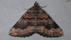Scotopteryx coelinaria