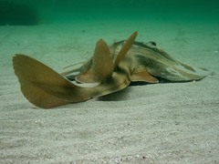 Trygonorrhina dumerilii